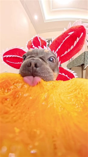 What does the man-eating flower dog eat? Let's all guess! #asmr #cute #pet #mukbang #puppy