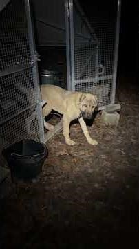 AZ keeps the predators in the woods #narrowayhomestead #livestockguardian #aslandog #mansbestfriend