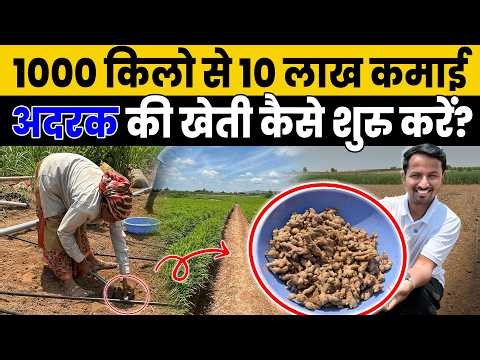 अदरक का स्वाद कड़क, और कमाई उससे भी धाकड़! 💰💸 | Ginger Farming Process Part 1 🫚| Indian Farmer 🚜✨