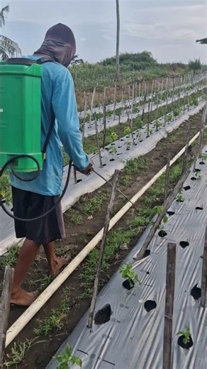 Planting and watering skills-Agriculture farming #shorts
