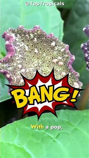 Why is this plant shooting like POPCORN?! 🍿💨