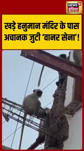 खड़े हनुमान मंदिर के पास अचानक जुटी ‘वानर सेना’! | #shorts #viralvideo #viralnews