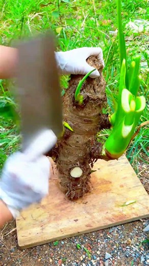 Fresh Taro Root (Arvi) Harvesting & Cutting | Traditional Farm Harvesting Skills #multicropping