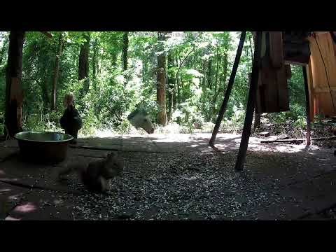 Raccoons! Live animal camera in the woods