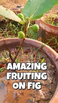 AMAZING FRUITING ON FIG