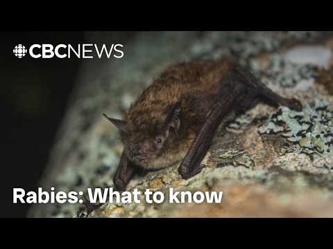 Your cat caught a bat? Here's what experts say you should do