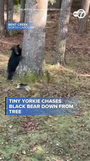 A tiny Yorkie chased a black bear down from a tree in Bent Creek, North Carolina. #news #northcarolina #dog #yorkie #bear