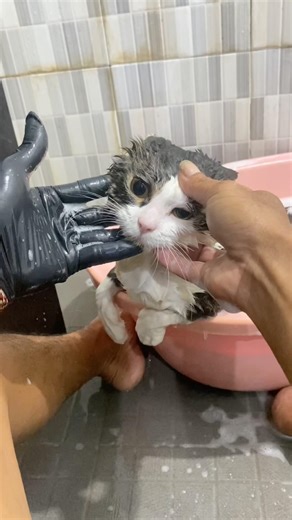 PERAWATAN KUCING #kucing #kucinglucu #perawatankucing #cute #cat #animals #pets #shorts