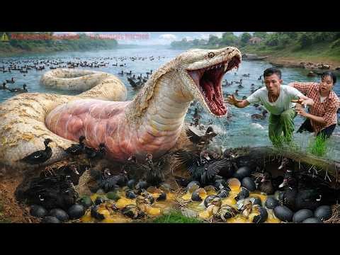 72 Hours of TERROR: Giant Python EXPLODES From River – Transparent Belly Shows LIVE Prey, NO ESCAPE