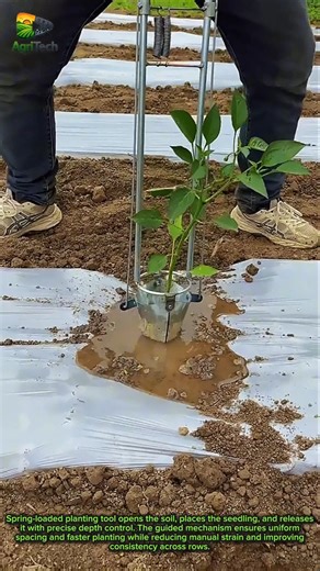 Smart Transplant Tool Plants Seedlings in Seconds