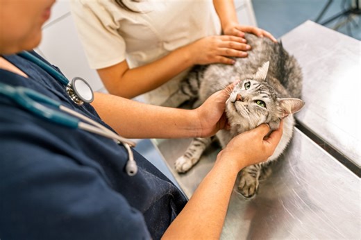 Laughter As Cat Owner Spends $1,500 on Vet Visit—Then Reveals ‘Diagnosis’