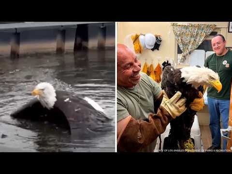 Officials provide update on Jackie's condition after beloved bald eagle hurt and rescued