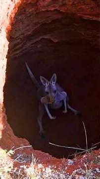 What They Found Inside the Abandoned Mine Shaft Will Shock You #kangaroo #rescue #wildlife