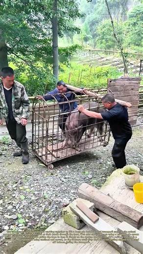 Lifting A Hog In A Cage: How Farmers Keep A Squirmy Pig Calm On The Move