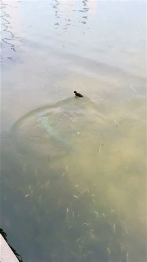 Underwater Ambush – When a Big Fish Hunts a Duck 🐟🦆