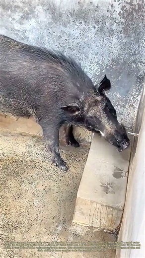 Turning the Tap: How a Smart Pig Learns to Wash Its Own Face
