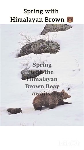 Himalayan brown bear 🐻