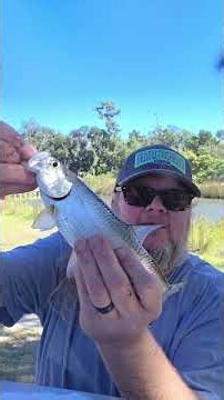 TARPON caught in the cast net while catching mullet for bait!