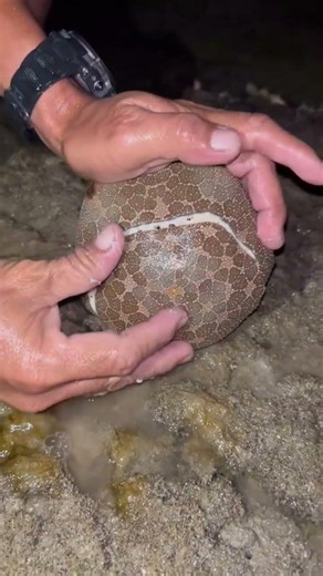 Cutting Open a Strange Shell... You Won't Believe What's Inside! 🦀