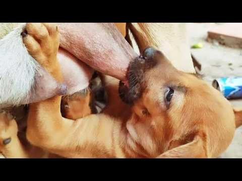 Oho puppy🐶🐶How could you get milk?? Let try & Make your Best Ha❤️❤️#cute #puppy #cutedog #dog #video