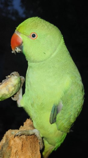 #mummy ek gilas pani de do #funny #funnyanimal #funnyparrot #talkingparot #viralvideo #viralreels...