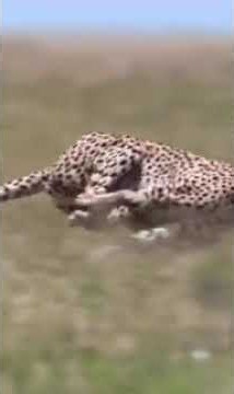 #çita #animalshorts #animal #ceylan #belgesel⁠⁠ ⁠⁠⁠#vahşidoğa⁠ ⁠#hayvanlar⁠⁠ ⁠⁠⁠#nature⁠⁠
