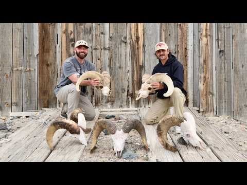 Sheep Dead Heads EVERYWHERE! Huge Desert Bighorn Die Off