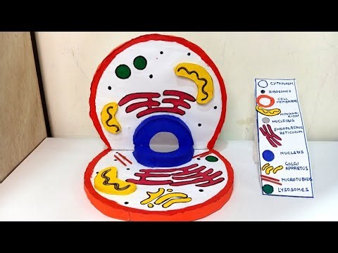 Animal cell (3D) model | Animal cell model for school science project | science exhibition project 