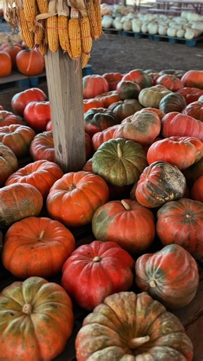 Pumpkin Patch 🎃🍁👻 #pumpkinpatch #pumpkinseason #fall #smashingpumpkins