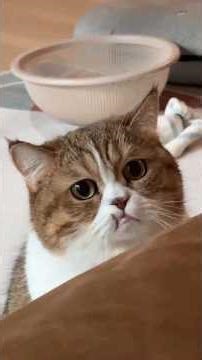 POV: Your Cat Always Looks So Grumpy 😂