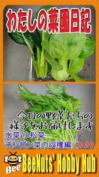 [Home Garden Harvest] 🌱My Garden Diary 124🌿 🌱 A sub-zero morning! Harvesting frozen bok choy, kom...