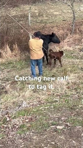 Catching new calf to tag it.