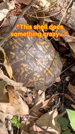 “This Turtle Shell LOCKS Shut 😳”