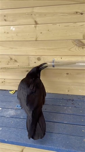 How Are Ravens So Smart? #goodtoknow #vet #medicine #funfacts #educational #lifehacks #survival