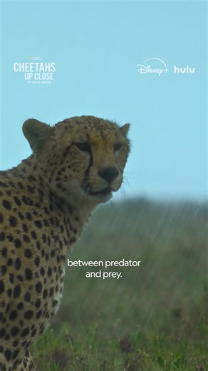 Filmed with specially adapted, rainproofed cameras to keep up with the action, the cheetahs of the Serengeti prove that they know how to use the chaos of a storm to their advantage. #CheetahsUpClose with Bertie Gregory premieres tonight at 9/8c on National Geographic TV. Streaming on Disney and Hulu. | National Geographic