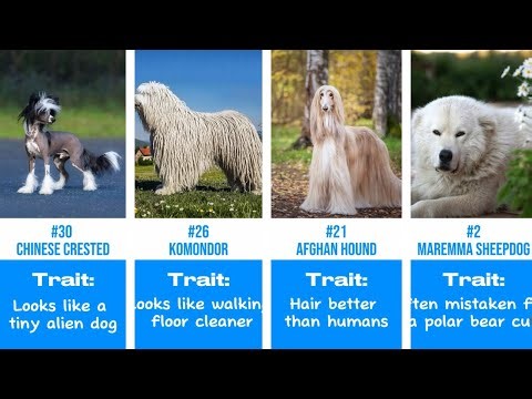 30 Most Unusual Dog Breeds That Actually Exist