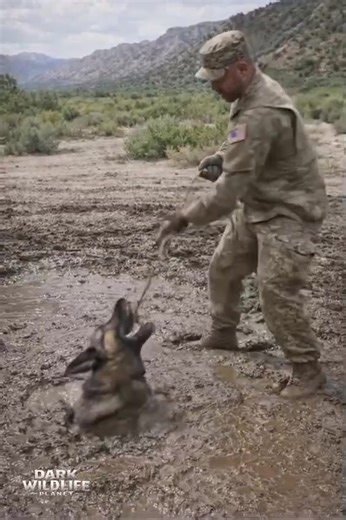 A powerful rescue moment unfolds when a Belgian Malinois becomes trapped in deep mud during a tough situation. Unable to move on its own, the dog struggles as the mud tightens its grip. An army soldier steps in, calmly securing a rope around the Belgian Malinois and carefully pulling it free from the mud. With patience, strength, and compassion, the soldier successfully rescues the dog from danger. This short clip highlights the bravery of working dogs, the harsh conditions they can face, and th
