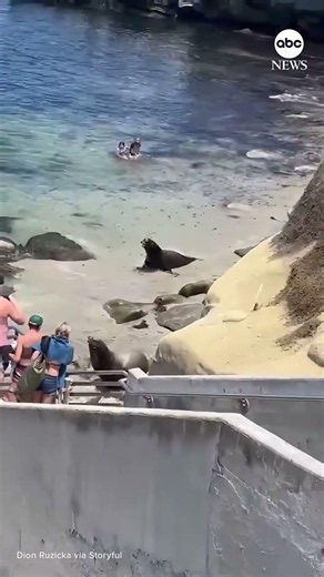 Sea lions send beachgoers running in San Diego