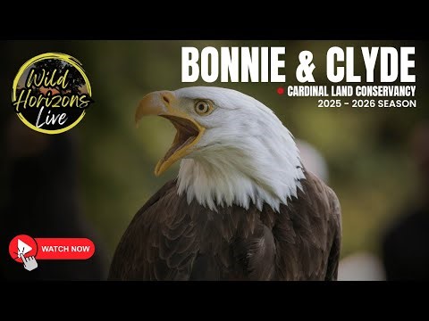 Live Bald Eagle Nest Cam | Southwest Ohio | 24/7 Wildlife Monitoring 2.1.26