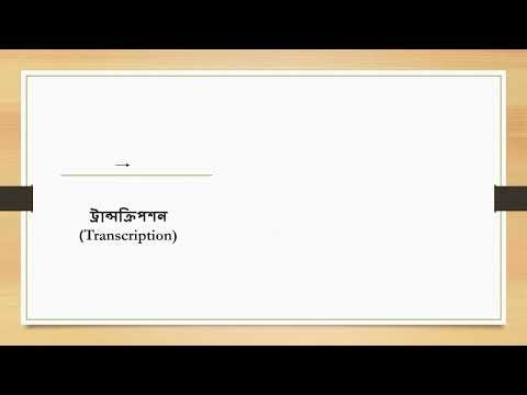 Central Dogma of Biology বাংলা ব্যাখ্যা | DNA Replication, Transcription, Translation