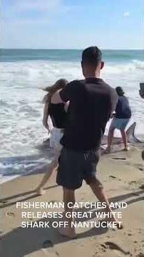 Fisherman reels in great white shark off coast of Massachusetts