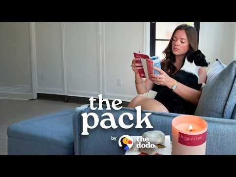 Everyone Should Switch To Pet-Friendly Candles | The Dodo