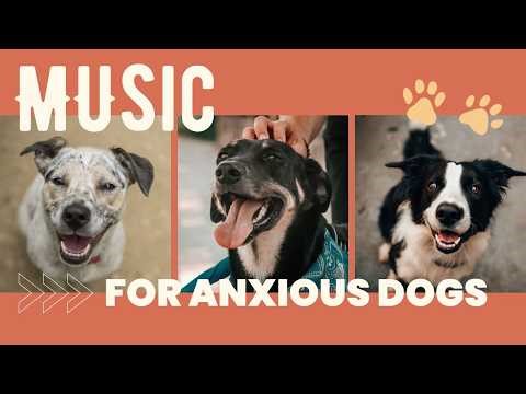 2 HOURS of Dog Relaxation Music 🦮 Soothing Song Collection for Sleepy Dogs