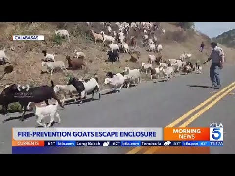 Firefighting goats stage massive 'jailbreak' in Calabasas