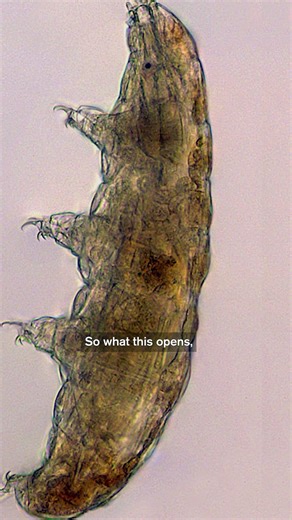 Tardigrades Could Make Human Cells Radiation-Proof