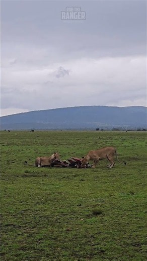 🦁 A Good Meal on a Wet Day 🦁🌧🌧 #Wildlife #Safari