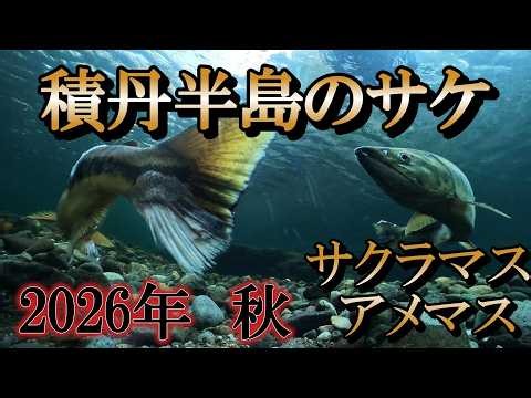 積丹半島のサケ、サクラマス、アメマス 2026年秋