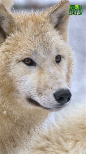 Arctic Wolf Gaze in Snowy Landscape 2 #arcticwolf #wildlife #canada #snowylandscape #nature