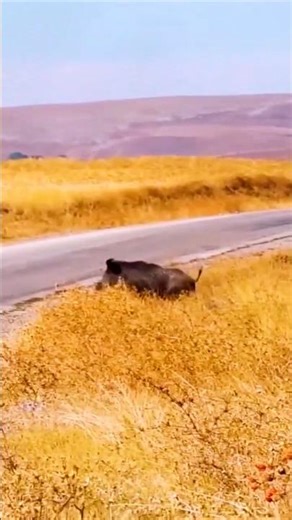 Wild Boar Hunting | Intense & Thrilling Hunt in the Wilderness#BoarHunting#WildBoar#HuntingLife