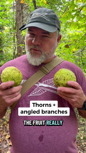 Osage Orange: The Fruit of the Old Living Fences